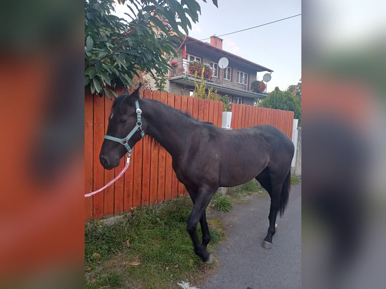 Duits sportpaard Merrie 2 Jaar 163 cm Donkerbruin in Męcinka