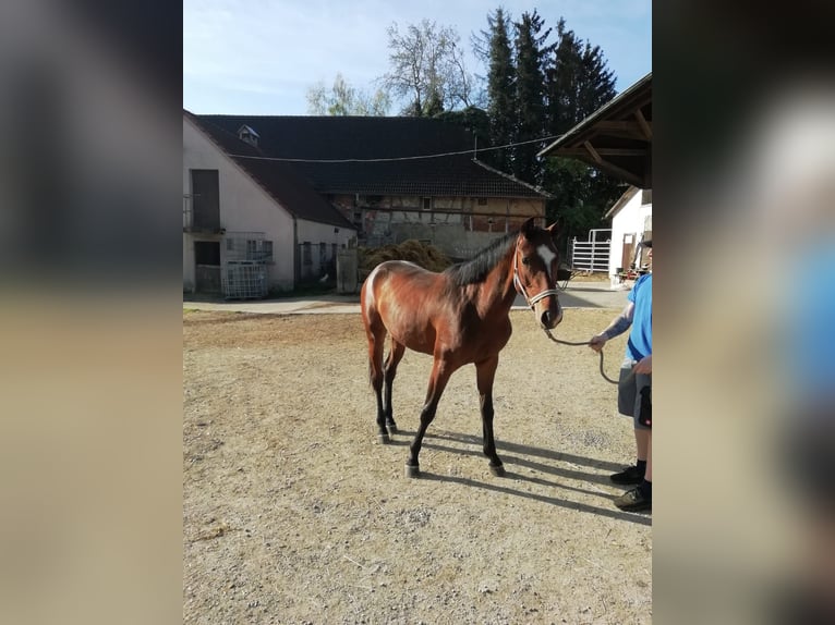 Duits sportpaard Merrie 2 Jaar 164 cm Brauner in Ertingen