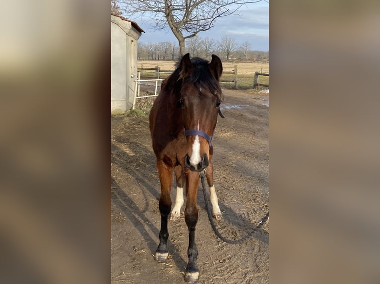 Duits sportpaard Merrie 2 Jaar 165 cm Bruin in Herzberg