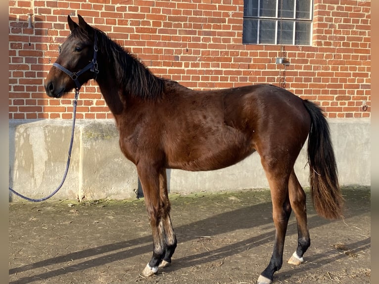 Duits sportpaard Merrie 2 Jaar 165 cm Bruin in Herzberg