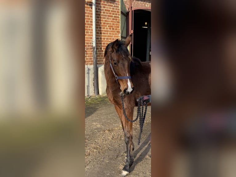 Duits sportpaard Merrie 2 Jaar 165 cm Bruin in Herzberg