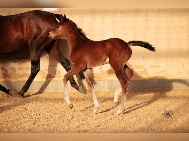 Duits sportpaard Merrie 2 Jaar 165 cm Bruin in Frauenneuharting