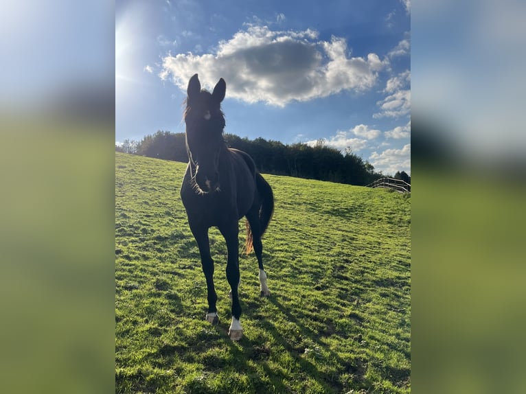 Duits sportpaard Merrie 2 Jaar 166 cm Zwart in Mettmann