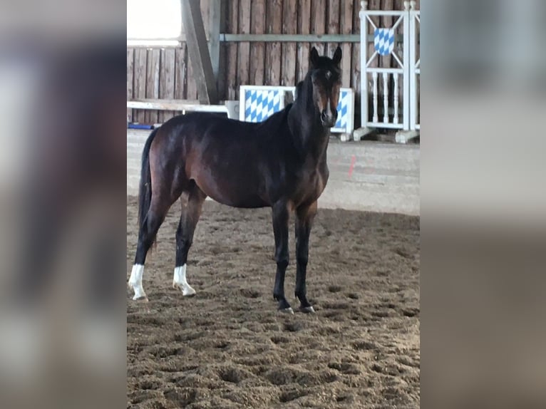 Duits sportpaard Merrie 2 Jaar 167 cm Bruin in Beratzhausen