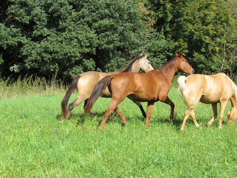 Duits sportpaard Merrie 2 Jaar 168 cm Vos in Querfurt