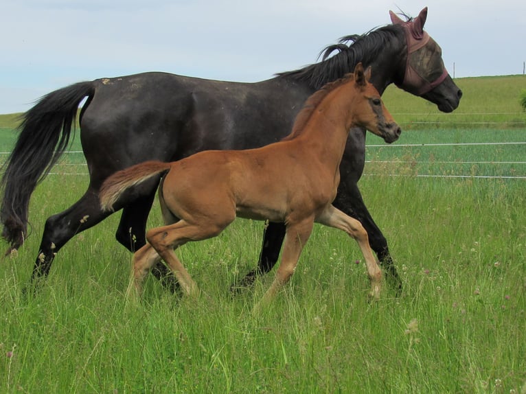 Duits sportpaard Merrie 2 Jaar 168 cm Vos in Querfurt