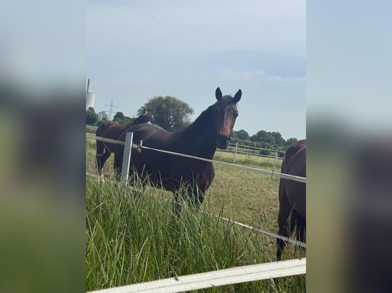 Duits sportpaard Merrie 2 Jaar 169 cm Bruin in Rheinberg