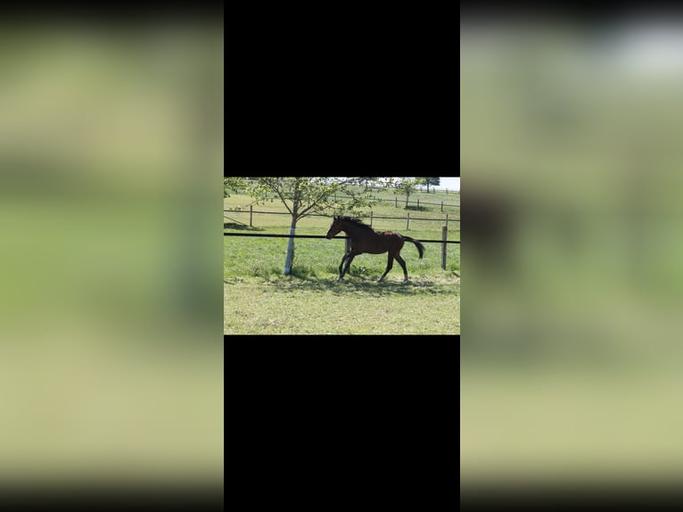 Duits sportpaard Merrie 2 Jaar 170 cm Bruin in Bad Saulgau