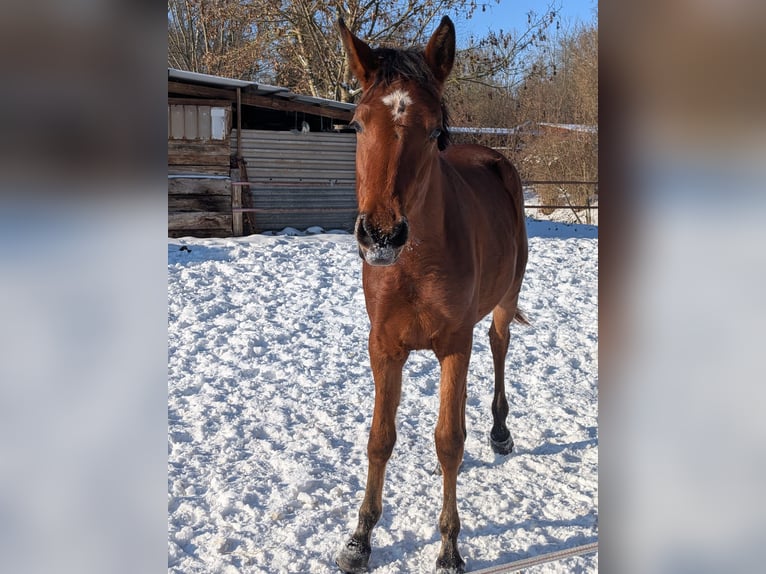 Duits sportpaard Merrie 2 Jaar 170 cm Bruin in Bad Sulza