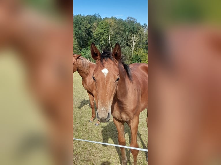 Duits sportpaard Merrie 2 Jaar 170 cm Bruin in Bad Sulza