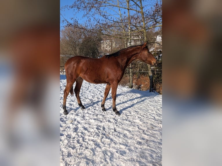 Duits sportpaard Merrie 2 Jaar 170 cm Bruin in Bad Sulza