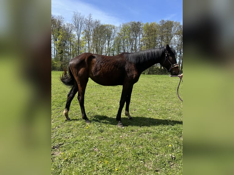 Duits sportpaard Merrie 2 Jaar 177 cm Bruin in Geithain