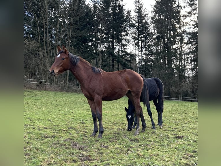 Duits sportpaard Merrie 2 Jaar Bruin in Lahr/Schwarzwald