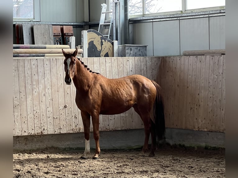 Duits sportpaard Merrie 3 Jaar 153 cm Vos in Mengen