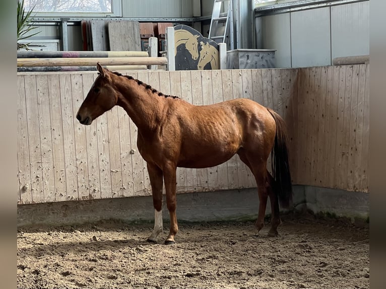 Duits sportpaard Merrie 3 Jaar 153 cm Vos in Mengen