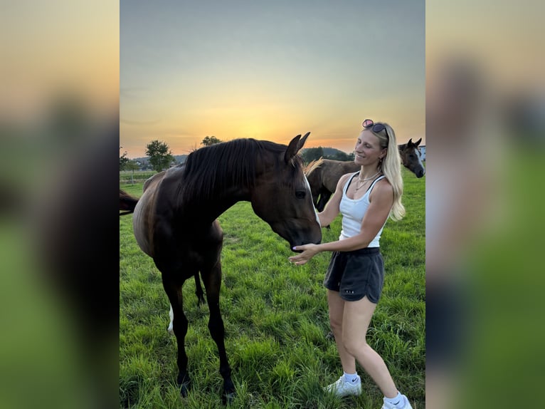 Duits sportpaard Merrie 3 Jaar 155 cm Bruin in Aurach