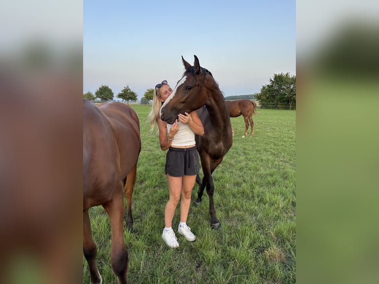 Duits sportpaard Merrie 3 Jaar 155 cm Bruin in Aurach