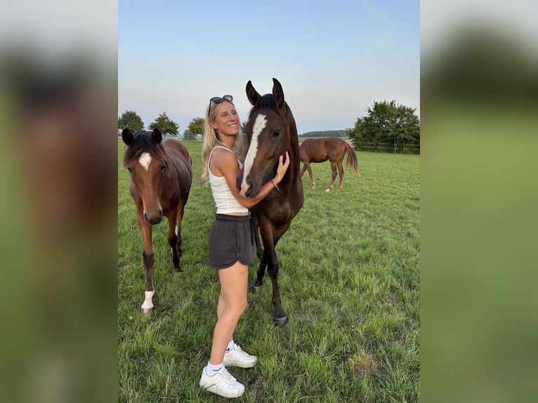 Duits sportpaard Merrie 3 Jaar 155 cm Bruin in Aurach