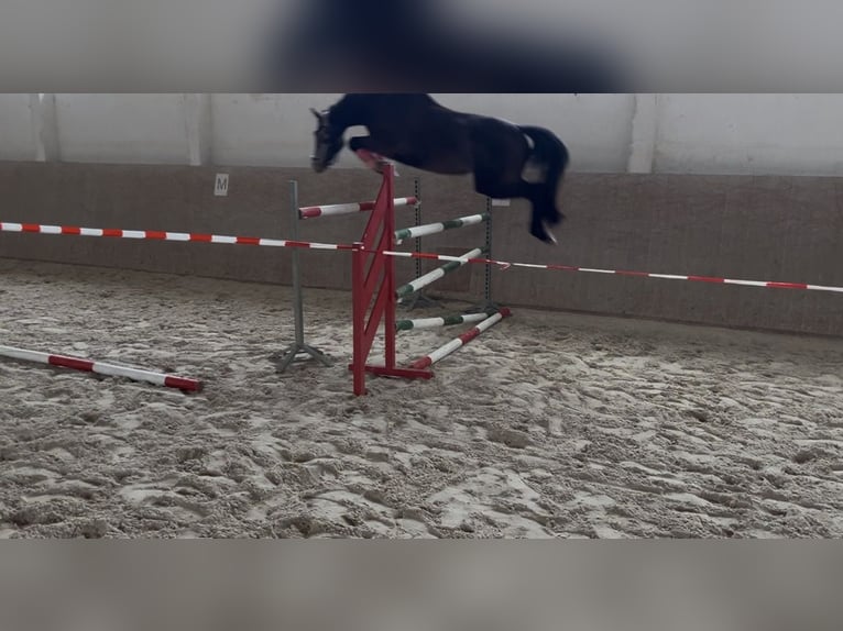 Duits sportpaard Merrie 3 Jaar 156 cm Appelschimmel in Kolkwitz