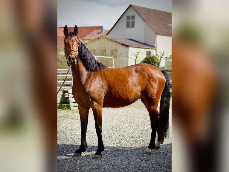 Duits sportpaard Merrie 3 Jaar 156 cm Bruin in Ertingen