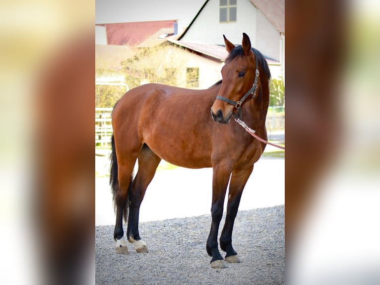 Duits sportpaard Merrie 3 Jaar 156 cm Bruin in Ertingen
