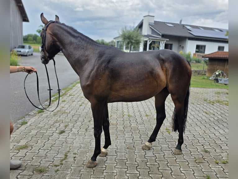Duits sportpaard Merrie 3 Jaar 157 cm Donkerbruin in Mamming