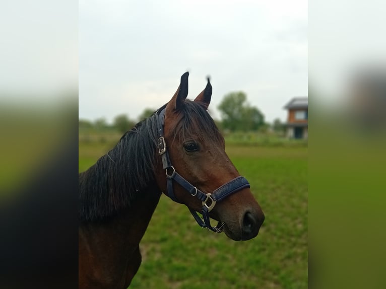 Duits sportpaard Merrie 3 Jaar 157 cm Donkerbruin in Mamming