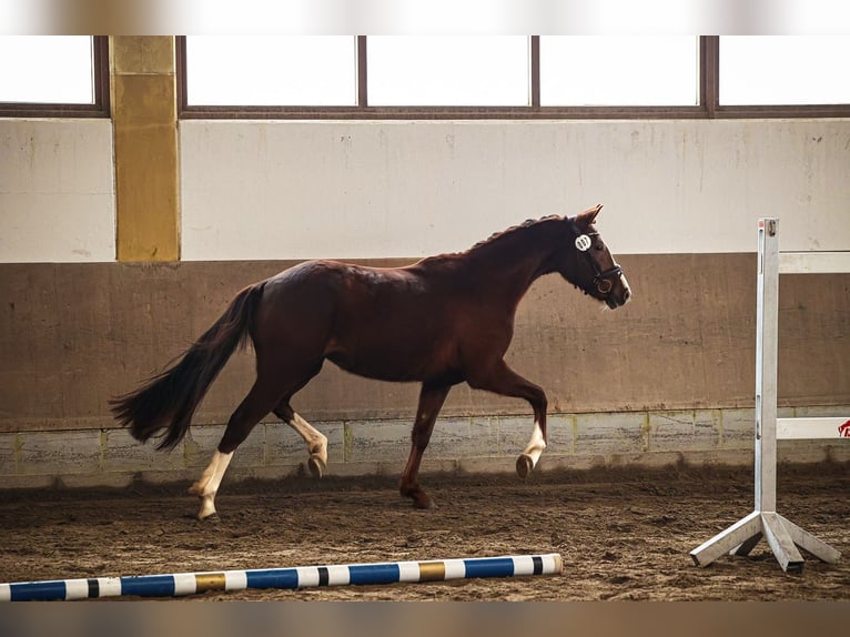 Duits sportpaard Merrie 3 Jaar 157 cm Donkere-vos in Kraiburg am Inn