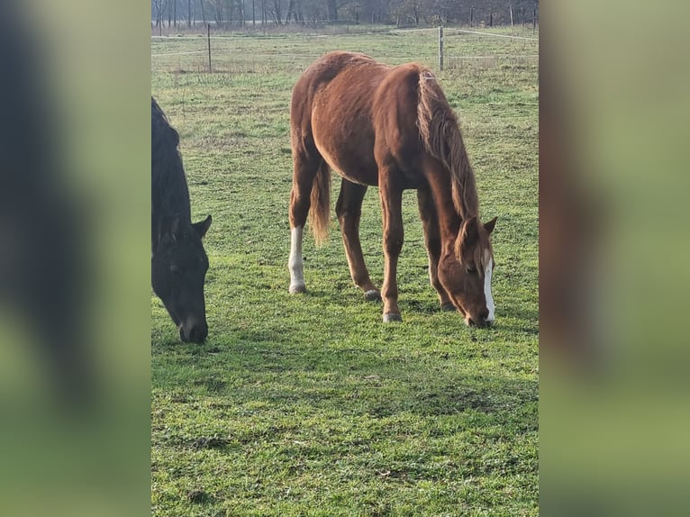 Duits sportpaard Merrie 3 Jaar 157 cm Donkere-vos in Rehagen