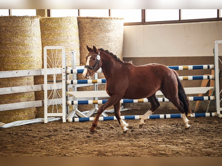 Duits sportpaard Merrie 3 Jaar 157 cm in Kraiburg am Inn