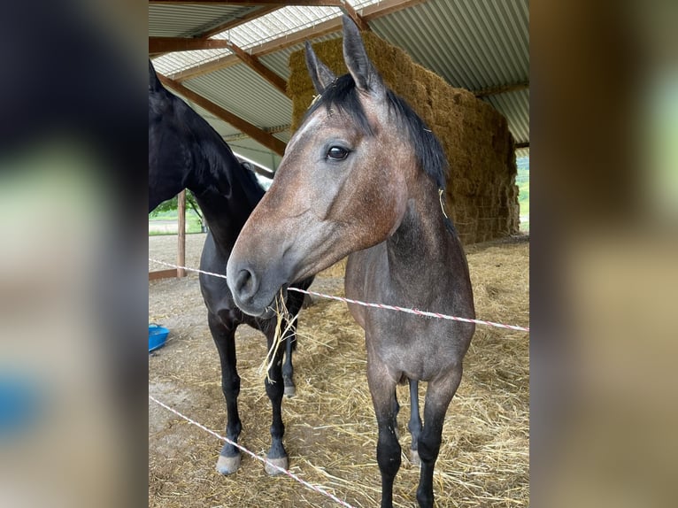 Duits sportpaard Merrie 3 Jaar 157 cm Schimmel in EmpfingenEmpfingen