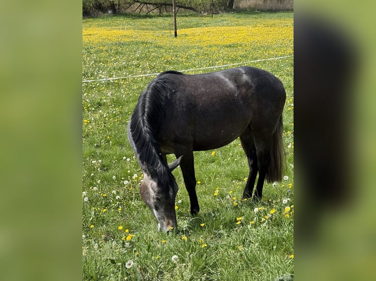 Duits sportpaard Merrie 3 Jaar 157 cm Schimmel in EmpfingenEmpfingen