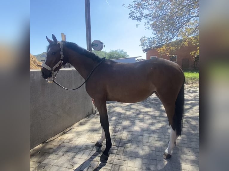 Duits sportpaard Merrie 3 Jaar 158 cm Bruin in Hofbieber