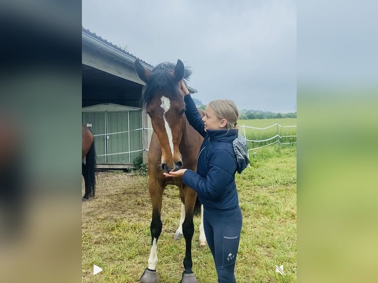 Duits sportpaard Merrie 3 Jaar 158 cm Bruin in Hofbieber