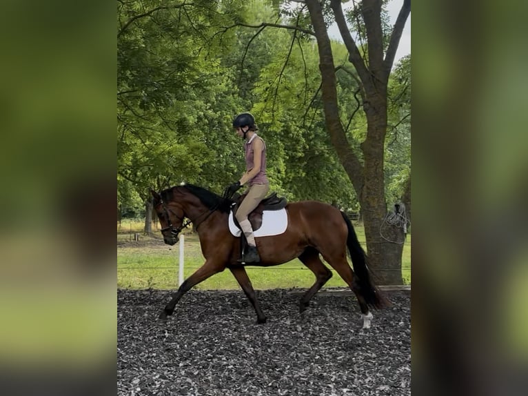 Duits sportpaard Merrie 3 Jaar 159 cm Bruin in Nauen