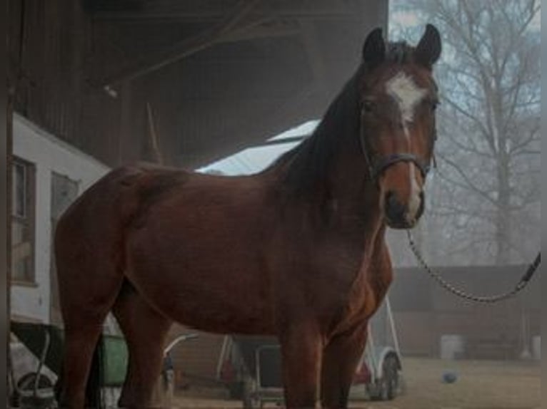 Duits sportpaard Merrie 3 Jaar 159 cm Bruin in Ertingen