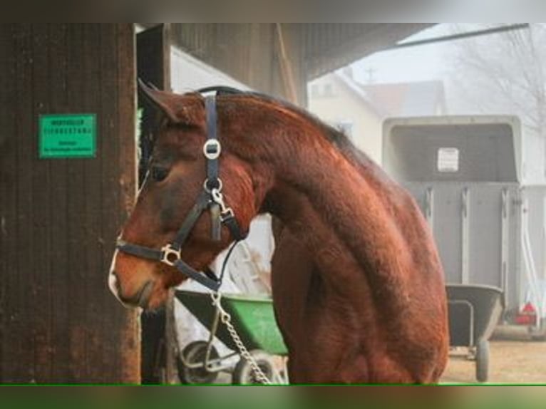 Duits sportpaard Merrie 3 Jaar 159 cm Bruin in Ertingen