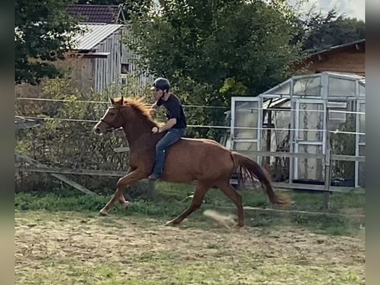 Duits sportpaard Merrie 3 Jaar 159 cm Vos in Mollnitz