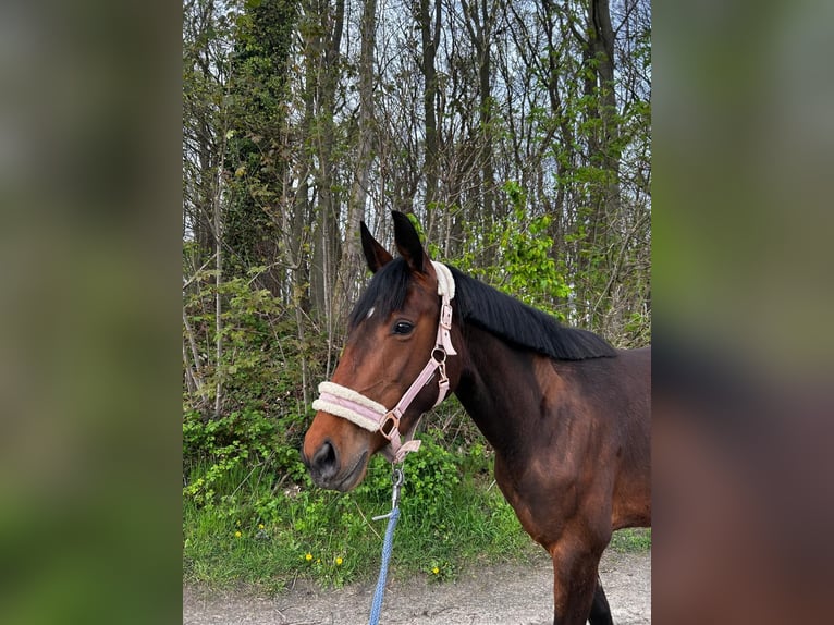 Duits sportpaard Merrie 3 Jaar 160 cm Bruin in Kamen