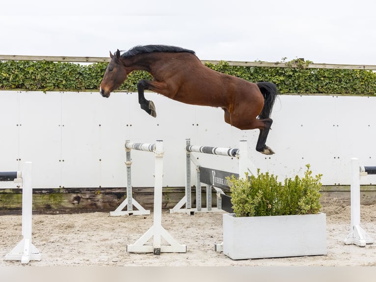 Duits sportpaard Merrie 3 Jaar 160 cm Bruin in Waddinxveen