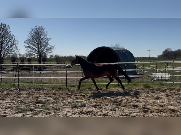 Duits sportpaard Merrie 3 Jaar 162 cm Bruin in Anklam