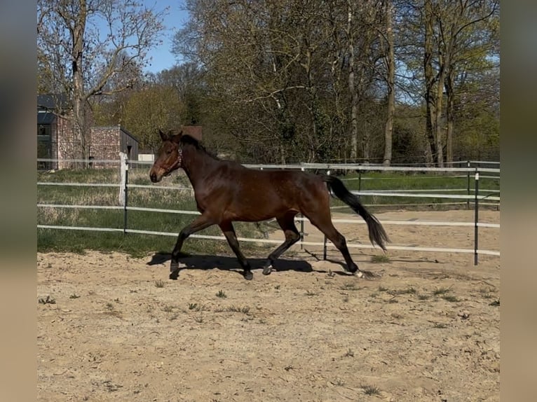 Duits sportpaard Merrie 3 Jaar 162 cm Bruin in Anklam