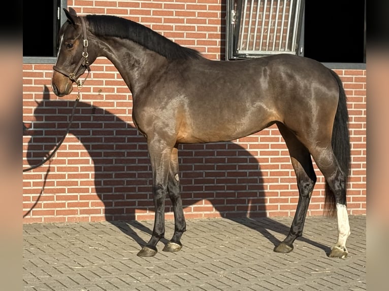 Duits sportpaard Merrie 3 Jaar 162 cm Bruin in Zieuwent