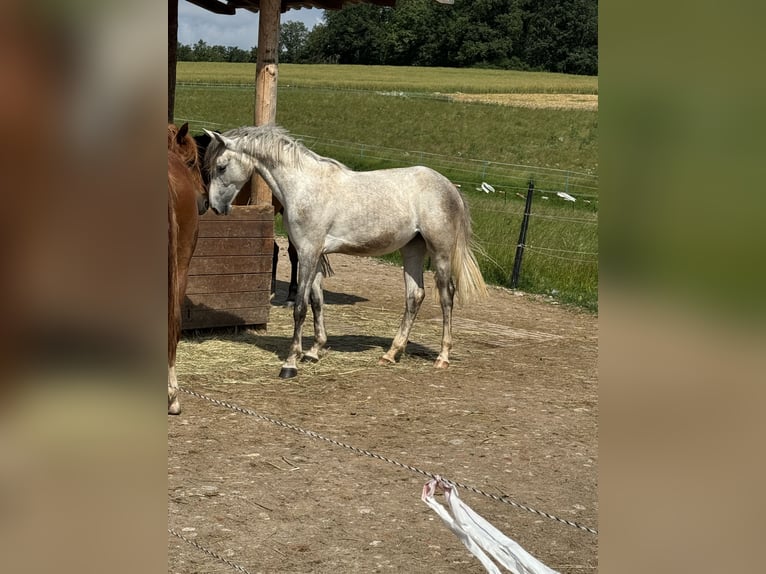 Duits sportpaard Merrie 3 Jaar 162 cm Schimmel in Seßlach