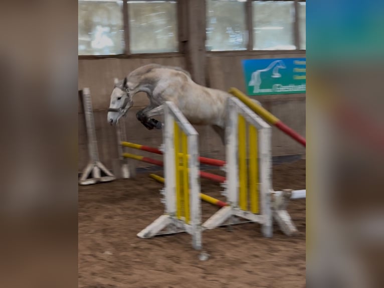 Duits sportpaard Merrie 3 Jaar 162 cm Schimmel in Seßlach