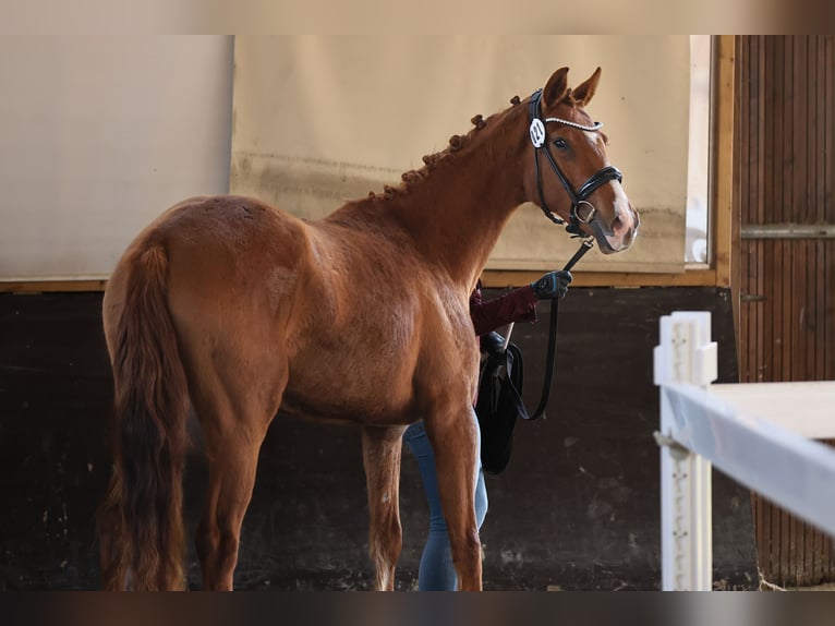 Duits sportpaard Merrie 3 Jaar 162 cm Vos in Nauen