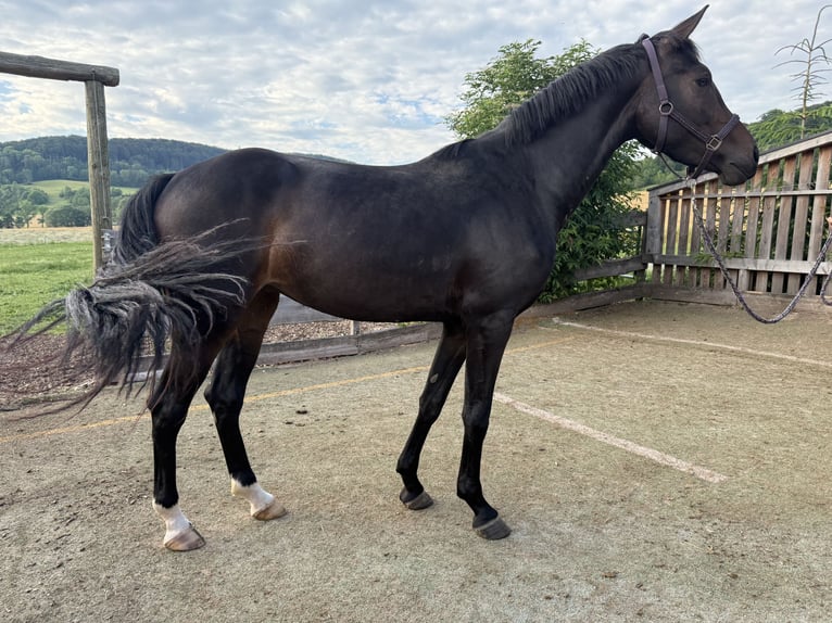 Duits sportpaard Merrie 3 Jaar 162 cm Zwartbruin in Kaltennordheim