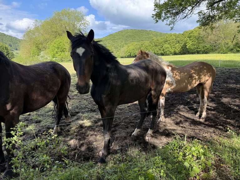 Duits sportpaard Merrie 3 Jaar 162 cm Zwartbruin in Kaltennordheim