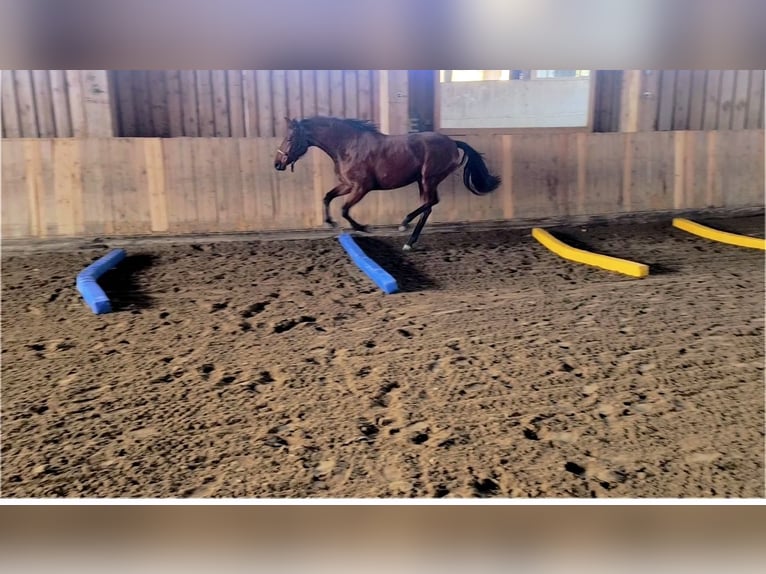 Duits sportpaard Merrie 3 Jaar 163 cm Bruin in Thyrnau