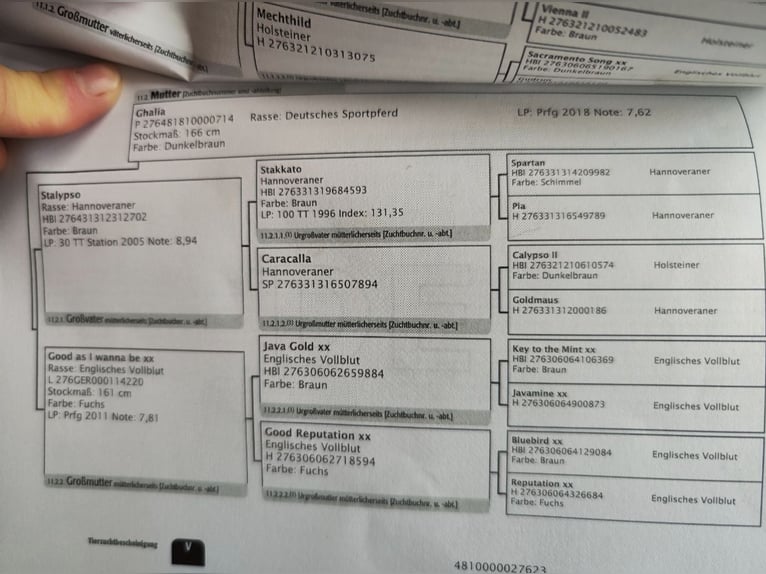 Duits sportpaard Merrie 3 Jaar 163 cm Bruin in Thyrnau